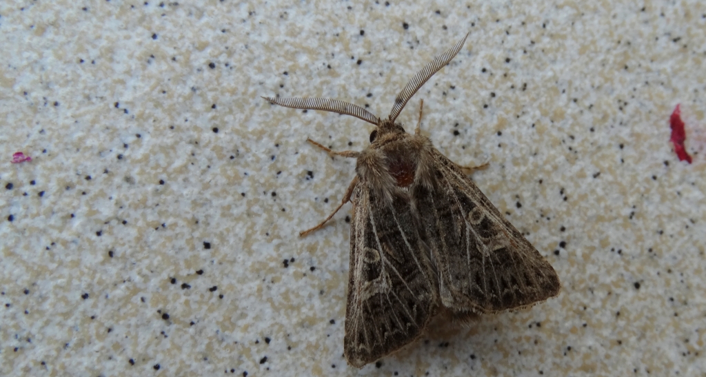 Piętnówka perzanka (Tholera decimalis)