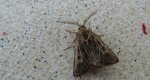Piętnówka perzanka (Tholera decimalis)