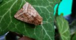 Hydraecia micacea