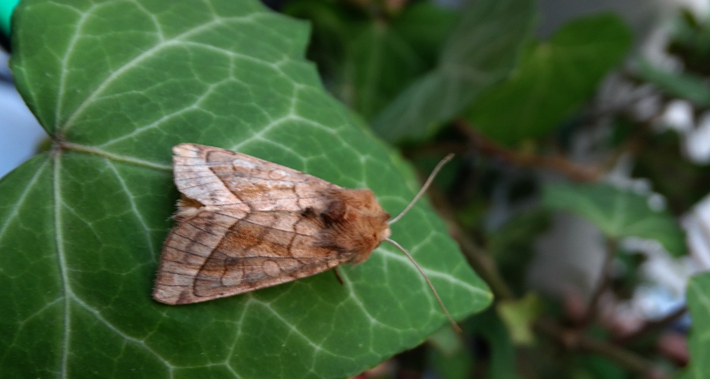 Hydraecia micacea