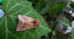 Hydraecia micacea