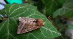 Hydraecia micacea
