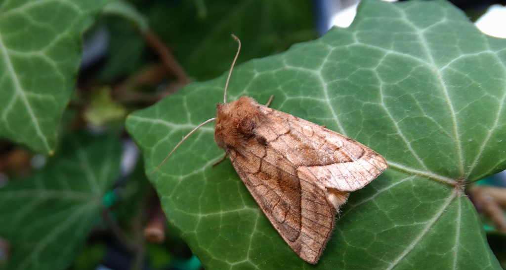 Hydraecia micacea