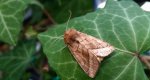 Hydraecia micacea