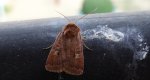 Rolnica znakówka (Xestia xanthographa)