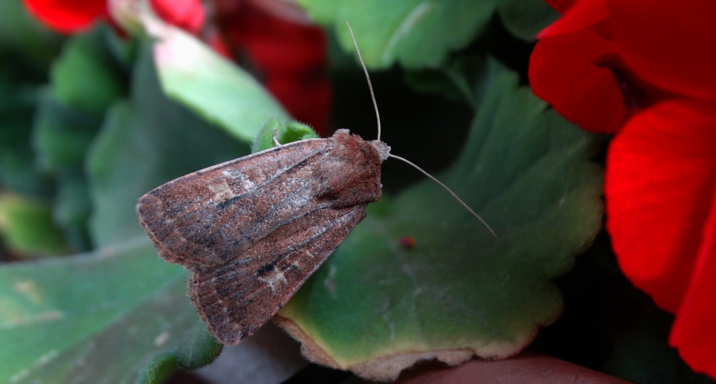 Rolnica znakówka (Xestia xanthographa)