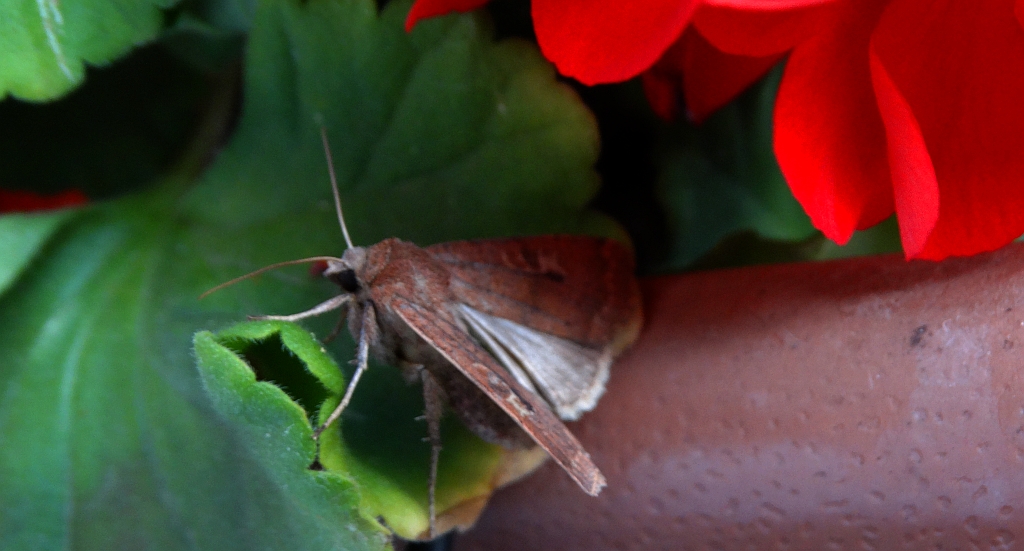 Rolnica znakówka (Xestia xanthographa)