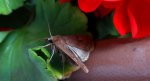 Rolnica znakówka (Xestia xanthographa)