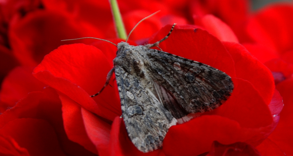 Piętnówka chwastówka (Anarta trifolii)