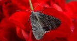 Piętnówka chwastówka (Anarta trifolii)