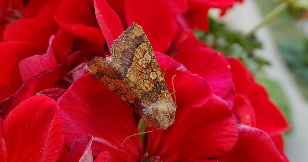 Gortyna flavago