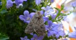 Piętnówka chwastówka (Anarta trifolii)