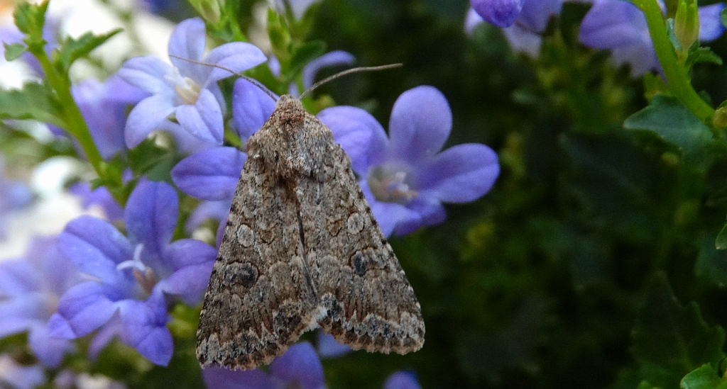 Piętnówka chwastówka (Anarta trifolii)