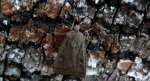Rolnica znakówka (Xestia xanthographa)