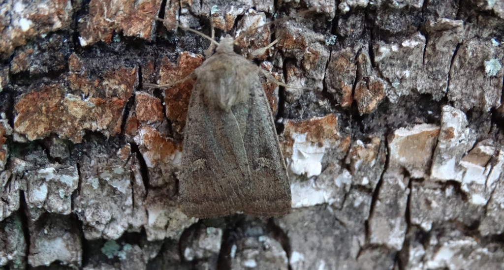 Rolnica znakówka (Xestia xanthographa)