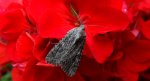 Piętnówka chwastówka (Anarta trifolii)