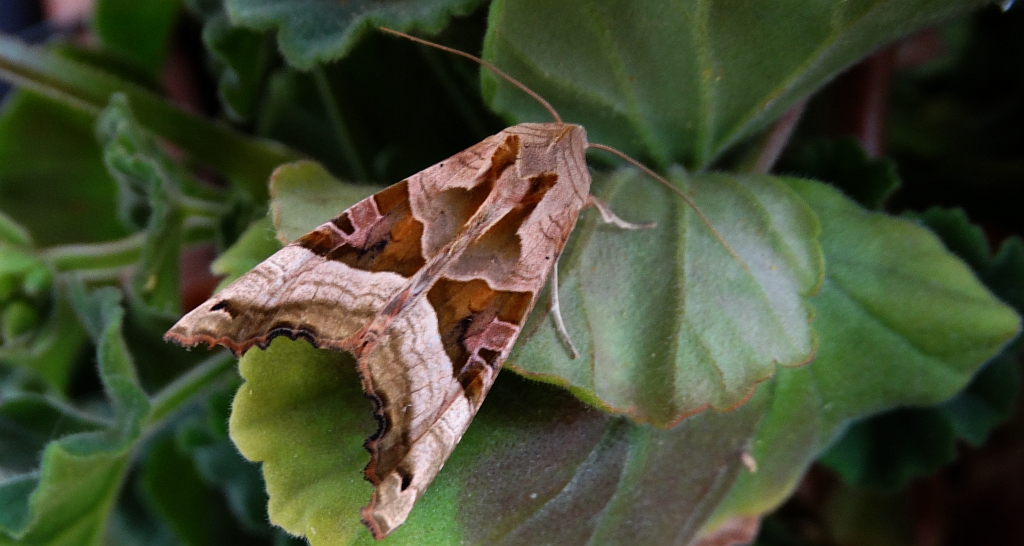 Krokiewka lękwica (Phlogophora meticulosa)