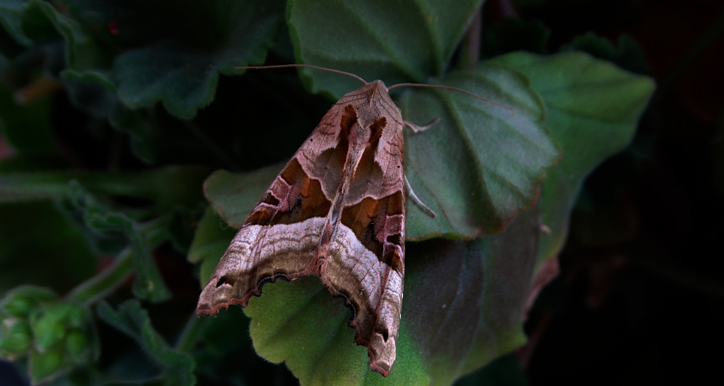 Krokiewka lękwica (Phlogophora meticulosa)