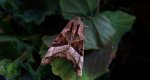 Krokiewka lękwica (Phlogophora meticulosa)