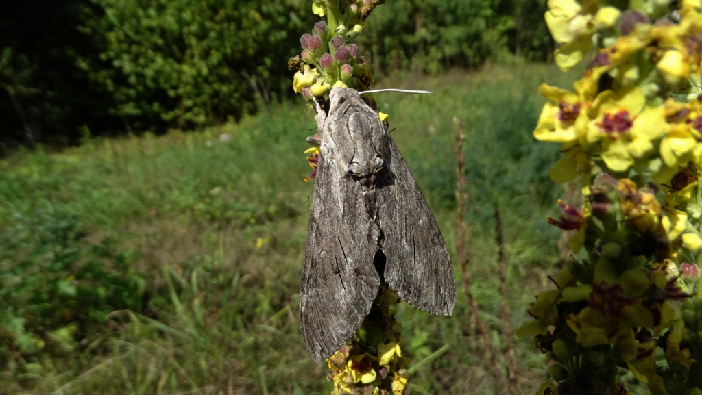 Zawisak powojowiec (Agrius convolvuli)
