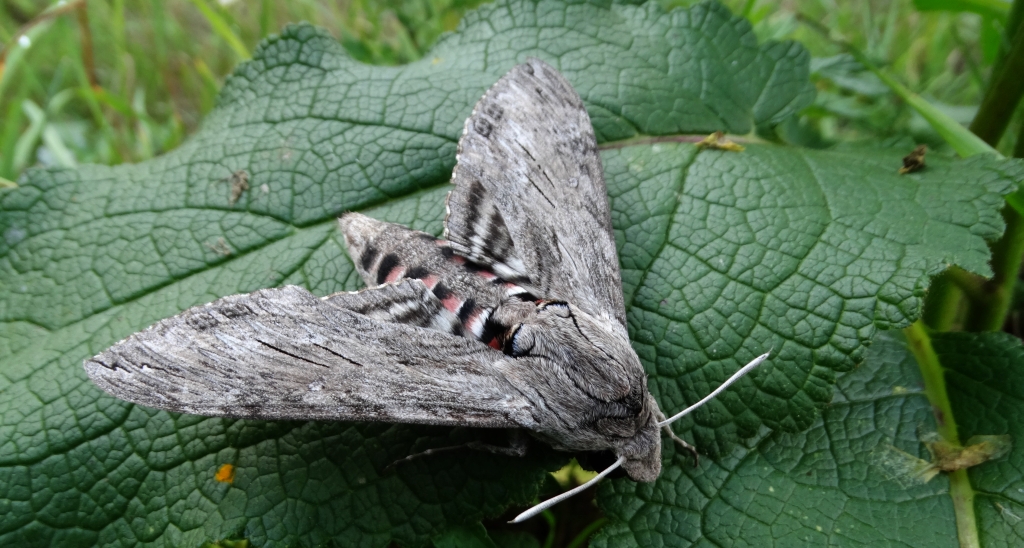 Zawisak powojowiec (Agrius convolvuli)