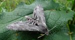 Zawisak powojowiec (Agrius convolvuli)