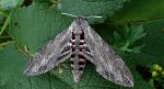 Zawisak powojowiec (Agrius convolvuli)