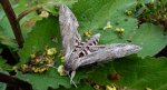 Zawisak powojowiec (Agrius convolvuli)