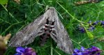 Zawisak powojowiec (Agrius convolvuli)