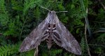 Zawisak powojowiec (Agrius convolvuli)