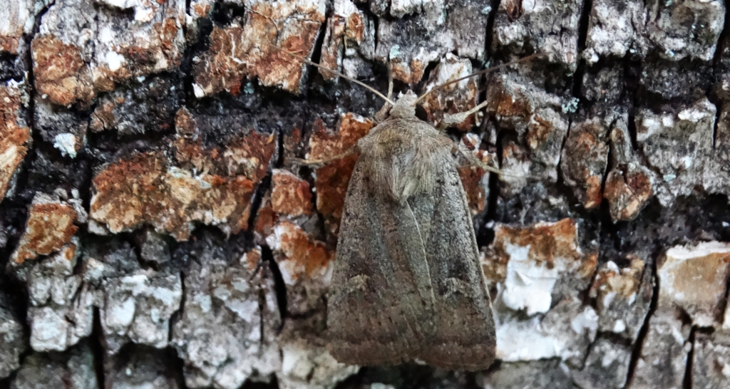 Rolnica znakówka (Xestia xanthographa)