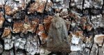 Rolnica znakówka (Xestia xanthographa)