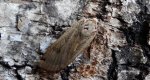 Rolnica tasiemka (Noctua pronuba)