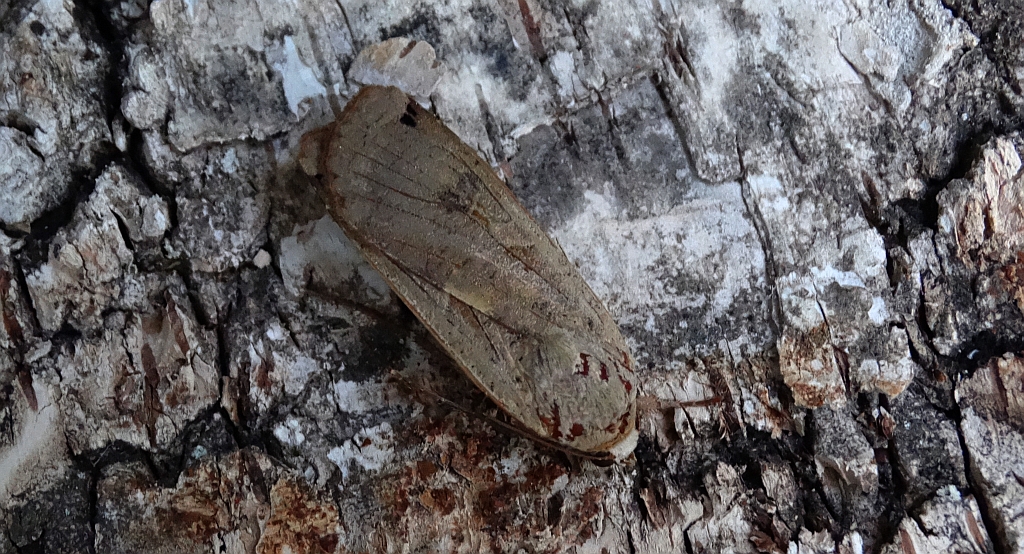 Rolnica tasiemka (Noctua pronuba)