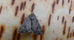 Piętnówka chwastówka (Anarta trifolii)