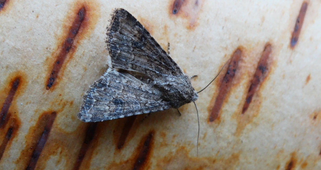 Piętnówka chwastówka (Anarta trifolii)