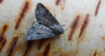 Piętnówka chwastówka (Anarta trifolii)