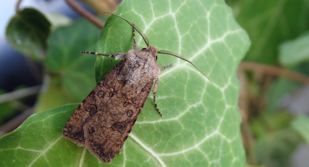 Rolnica zbożówka (Agrotis segetum)