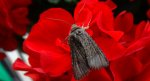 Piętnówka kapustnica (Mamestra brassicae)
