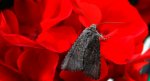 Piętnówka kapustnica (Mamestra brassicae)