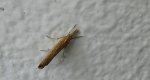 Pediasia luteella
