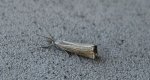 Chrysoteuchia culmella
