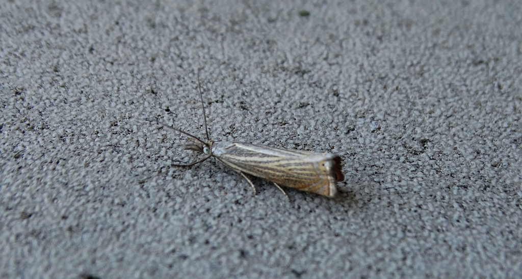 Chrysoteuchia culmella