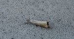 Chrysoteuchia culmella