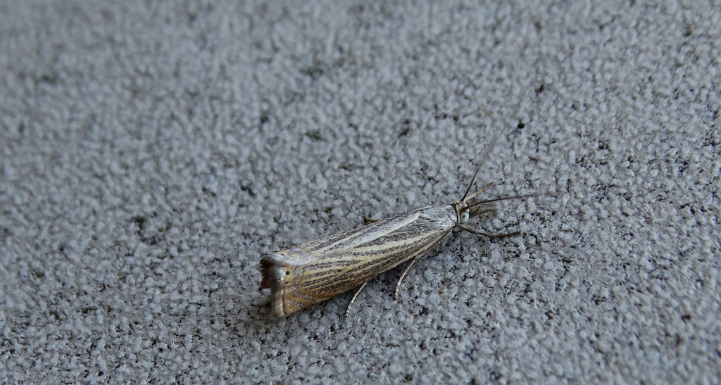 Chrysoteuchia culmella