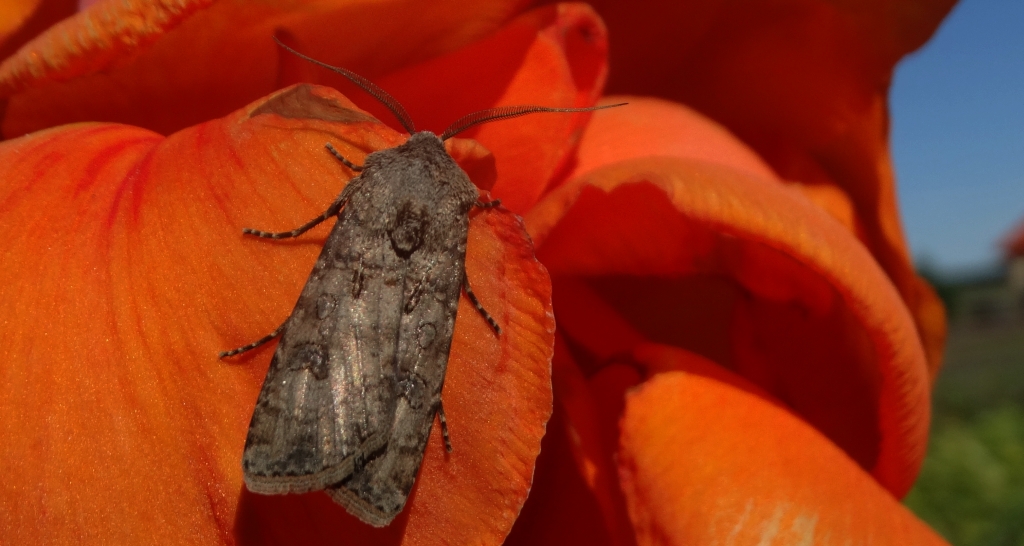 Rolnica zbożówka (Agrotis segetum)
