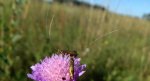 Wąsateczka lśniaczek (Nemophora metallica)