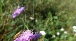 Wąsateczka lśniaczek (Nemophora metallica)