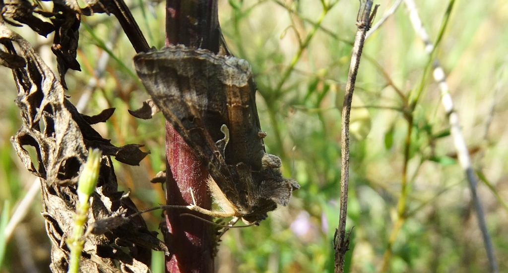 Błyszczka jarzynówka (Autographa gamma)