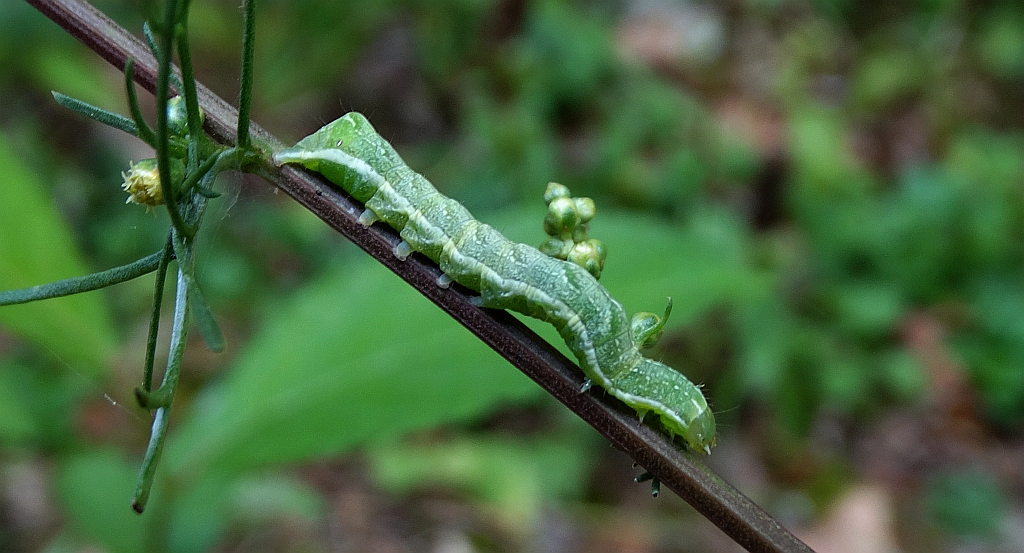 Brzaskówka ogorzałka (Euplexia lucipara)